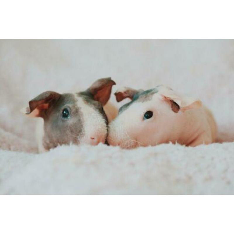 Skinny cavia beertjes (choco-dalmatiër) eventueel met kooi!