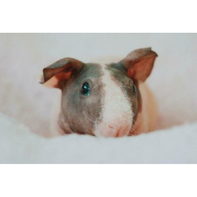 Skinny cavia beertjes (choco-dalmatiër) eventueel met kooi!