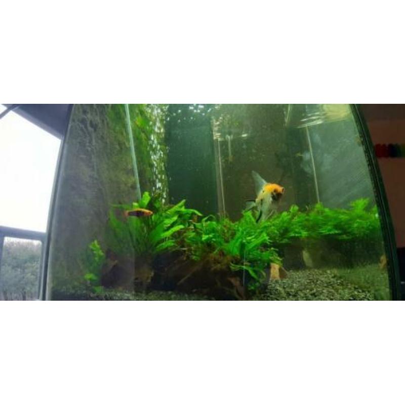 Juwel Aquarium Lido 120 compleet