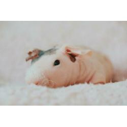 Skinny cavia beertjes (choco-dalmatiër) eventueel met kooi!