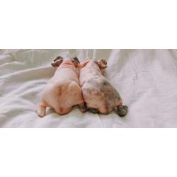 Skinny cavia beertjes (choco-dalmatiër) eventueel met kooi!