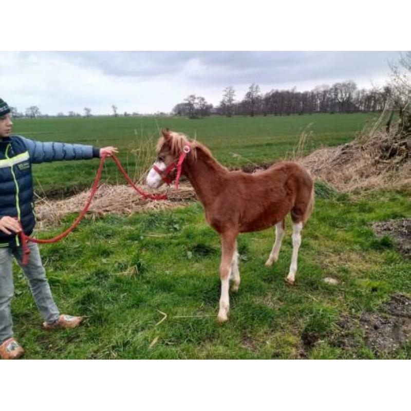 Welsh hengst