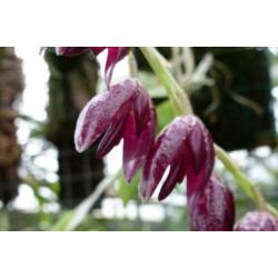 Orchidee, Pleurothallis restrepioides