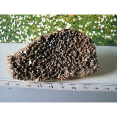 Borstel Calciet.Duitsland.208