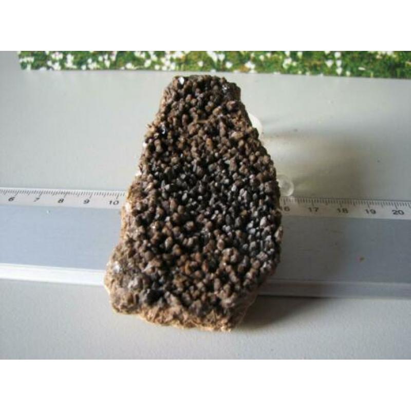 Borstel Calciet.Duitsland.208