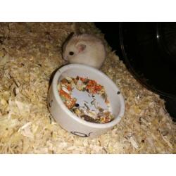 Dwerghamsters met kooi, accessoires en zaagsel