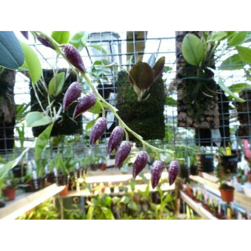Orchidee, Pleurothallis restrepioides