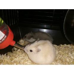 Dwerghamsters met kooi, accessoires en zaagsel