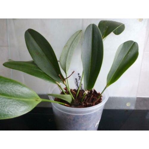 Orchidee, Pleurothallis restrepioides