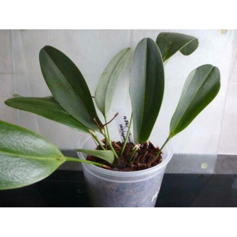 Orchidee, Pleurothallis restrepioides