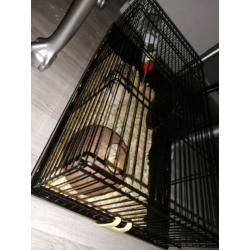 Dwerghamsters met kooi, accessoires en zaagsel