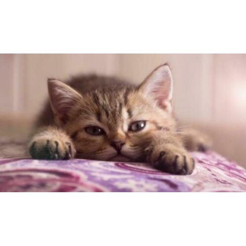 Nti cursus verzorging van je kat + encyclopedie