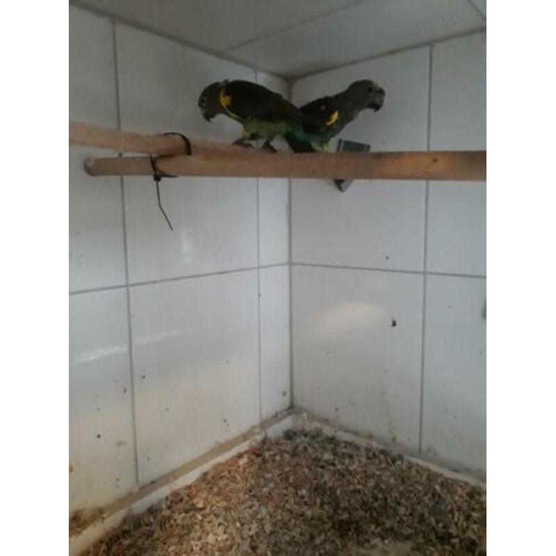 Koppel meyers papagaaien.