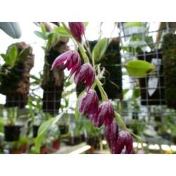 Orchidee, Pleurothallis restrepioides