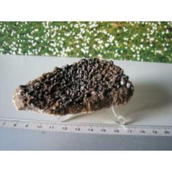 Borstel Calciet.Duitsland.208