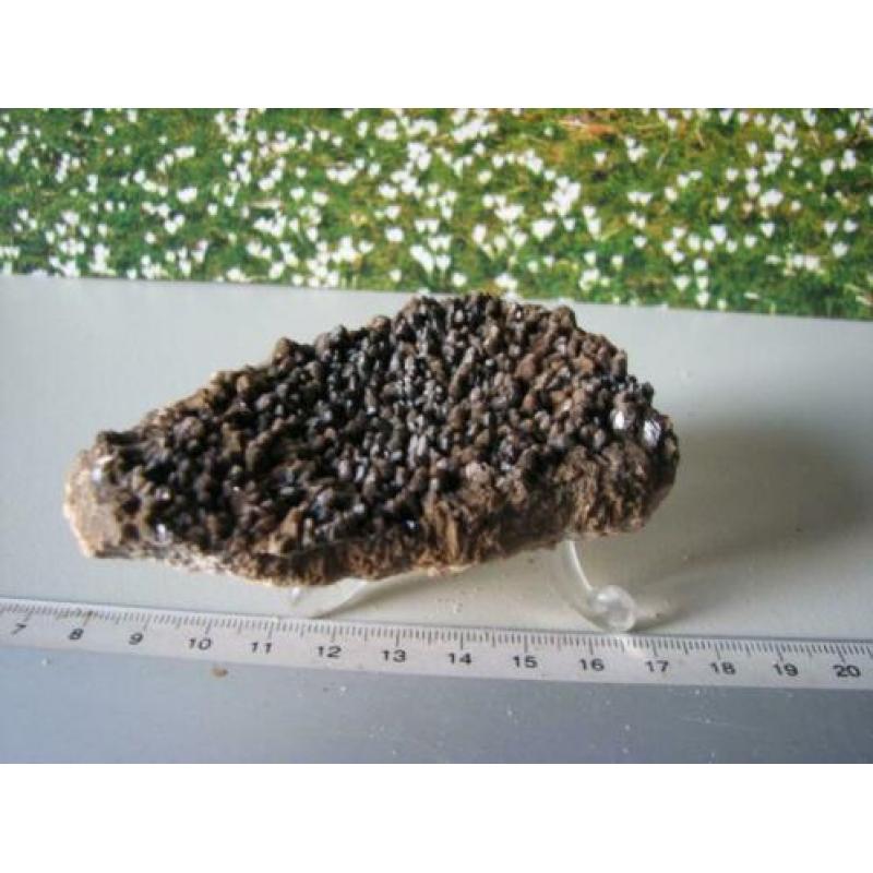 Borstel Calciet.Duitsland.208