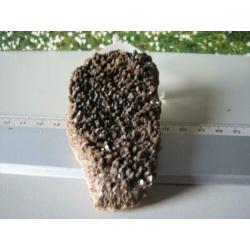 Borstel Calciet.Duitsland.208