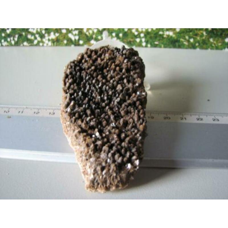 Borstel Calciet.Duitsland.208
