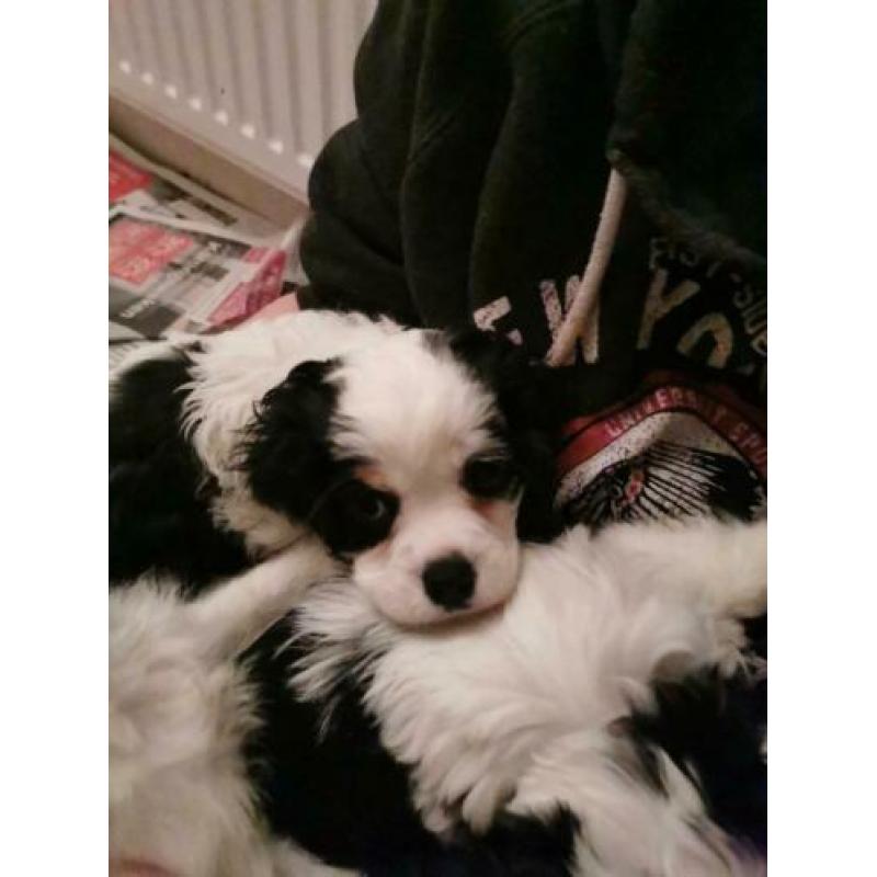 Cavalier king charles puppies