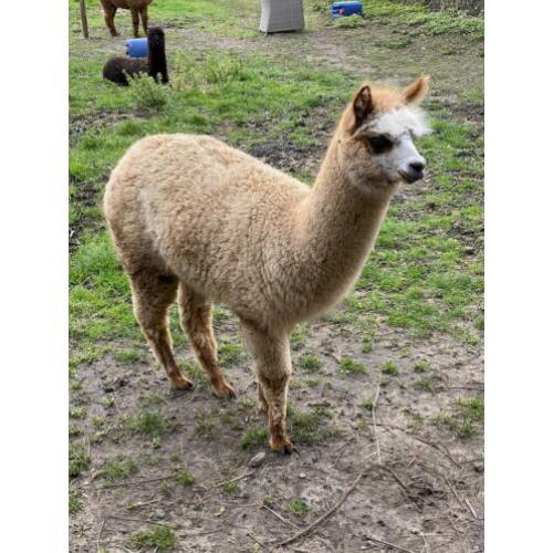 Alpaca merrie 30-7-2019