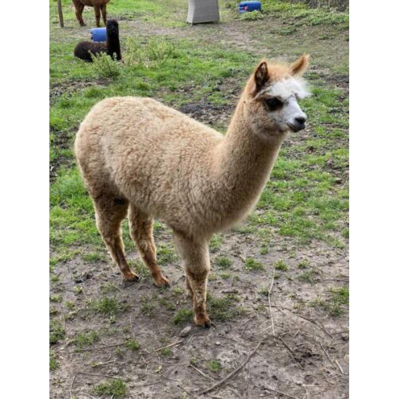 Alpaca merrie 30-7-2019