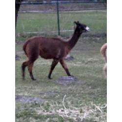 Alpaca merrie 30-7-2019