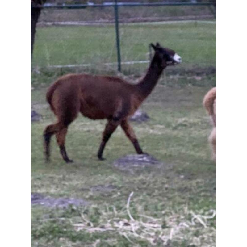 Alpaca merrie 30-7-2019