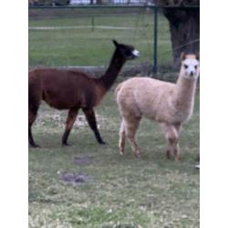 Alpaca merrie 30-7-2019
