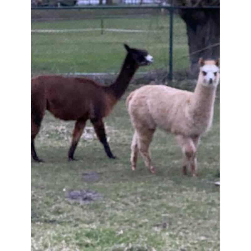 Alpaca merrie 30-7-2019