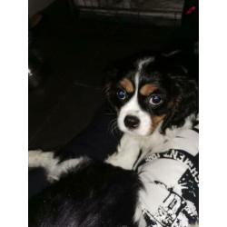 Cavalier king charles puppies