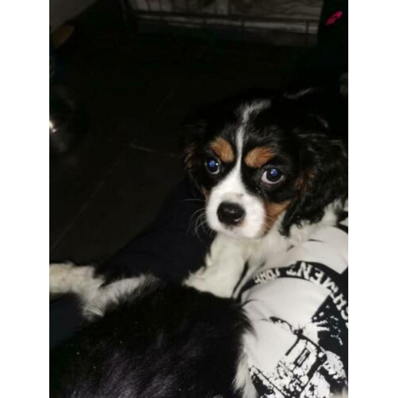 Cavalier king charles puppies