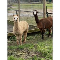 Alpaca merrie 30-7-2019