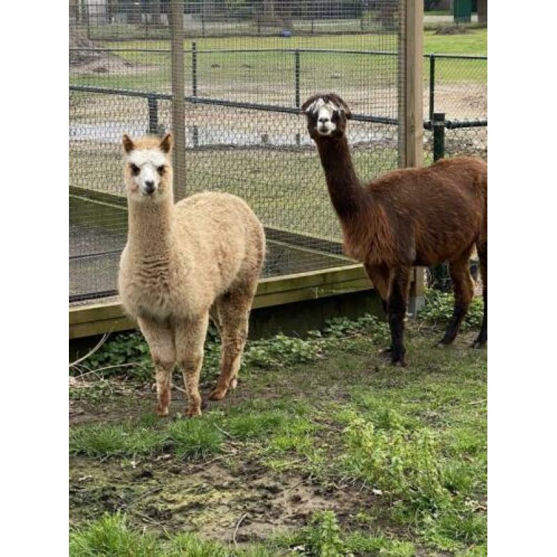 Alpaca merrie 30-7-2019