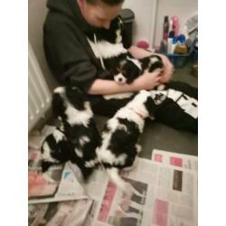 Cavalier king charles puppies