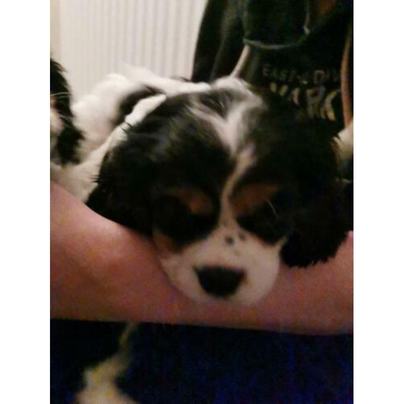 Cavalier king charles puppies