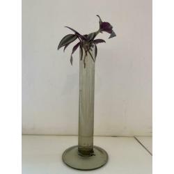 3 Stekjes stek stekje 2,50 Tradescantia Zebrina Hangplant