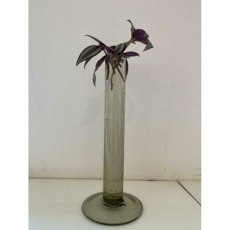 3 Stekjes stek stekje 2,50 Tradescantia Zebrina Hangplant