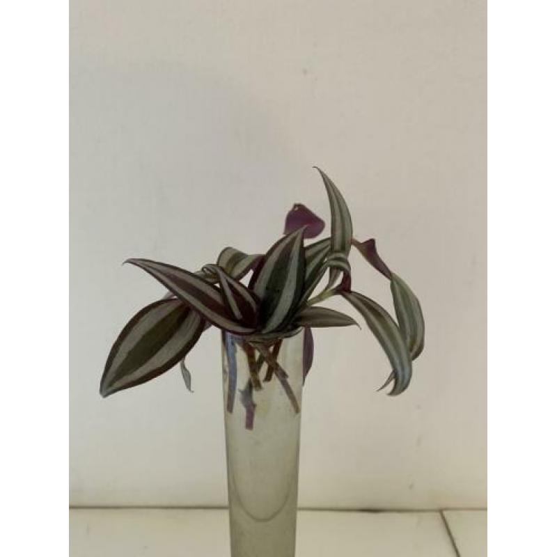 3 Stekjes stek stekje 2,50 Tradescantia Zebrina Hangplant