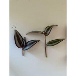 3 Stekjes stek stekje 2,50 Tradescantia Zebrina Hangplant