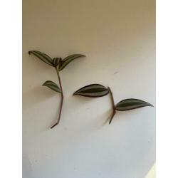 3 Stekjes stek stekje 2,50 Tradescantia Zebrina Hangplant