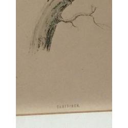 Vogel gravure schilderij Hoen Geelgors Kwikstaart ea P/st