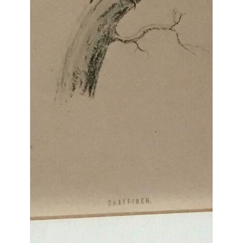 Vogel gravure schilderij Hoen Geelgors Kwikstaart ea P/st