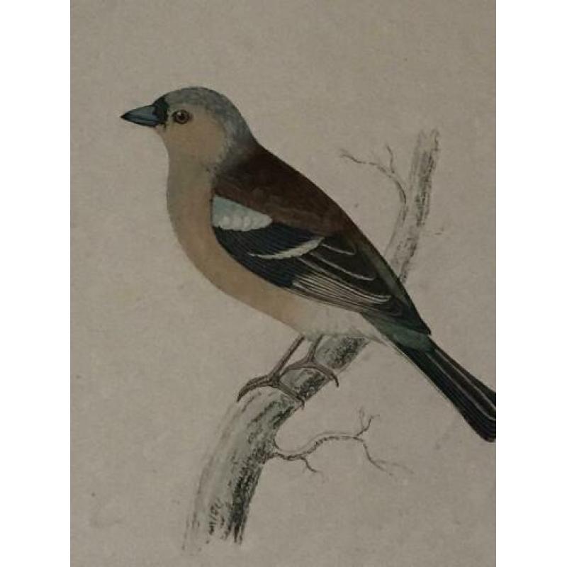Vogel gravure schilderij Hoen Geelgors Kwikstaart ea P/st