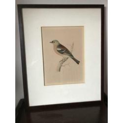 Vogel gravure schilderij Hoen Geelgors Kwikstaart ea P/st