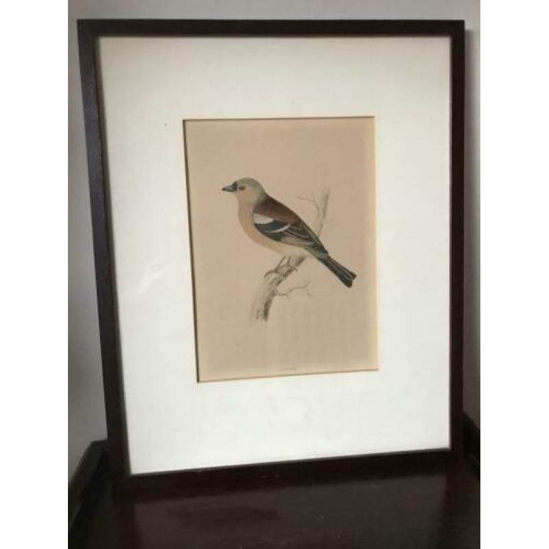 Vogel gravure schilderij Hoen Geelgors Kwikstaart ea P/st