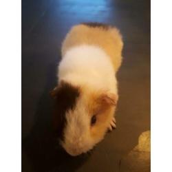 2 us teddy cavia zeugjes