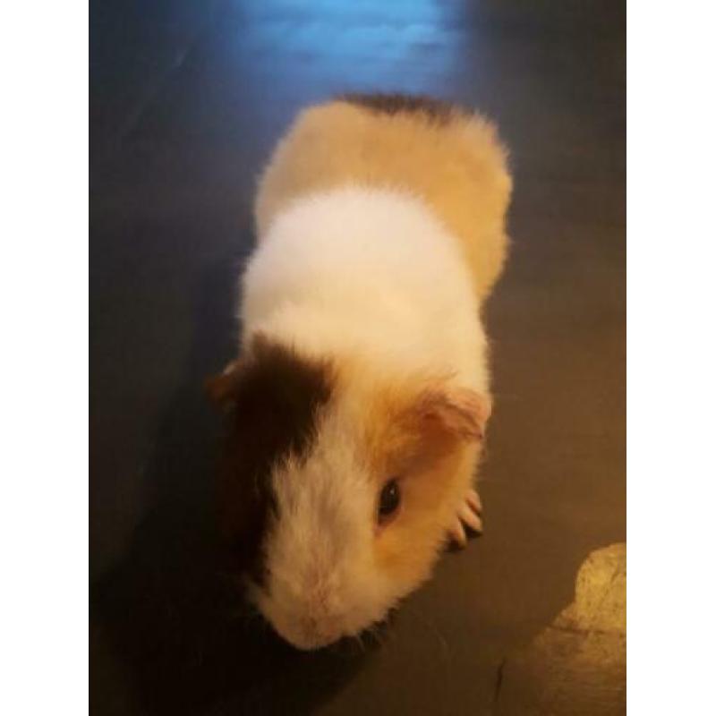 2 us teddy cavia zeugjes