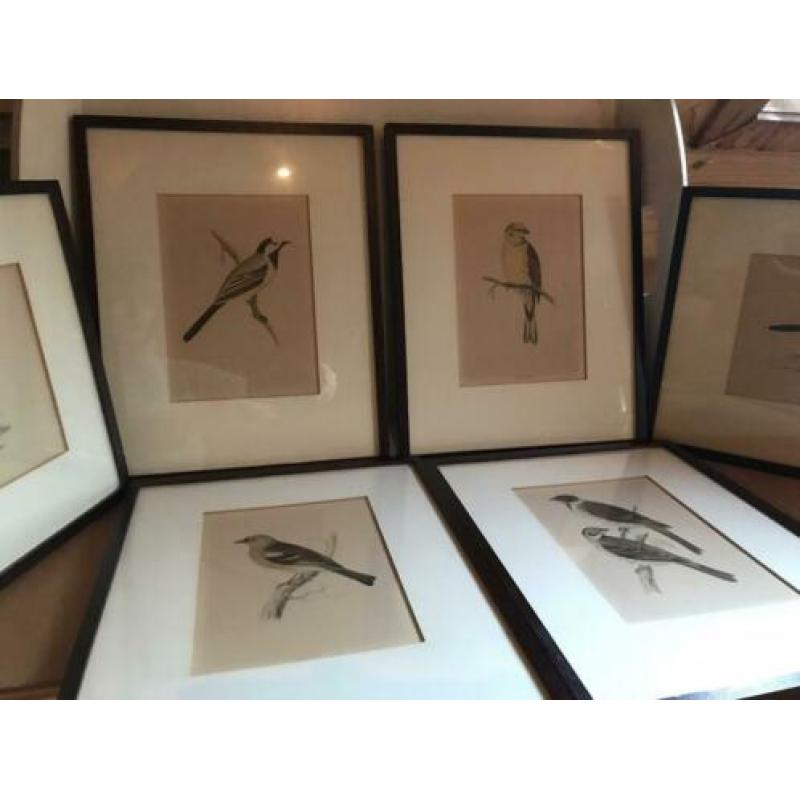 Vogel gravure schilderij Hoen Geelgors Kwikstaart ea P/st