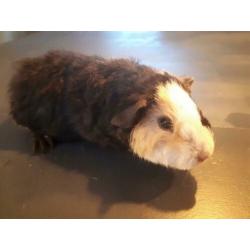 2 us teddy cavia zeugjes