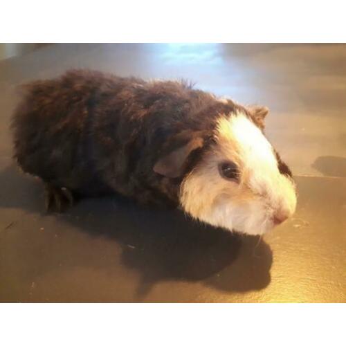 2 us teddy cavia zeugjes